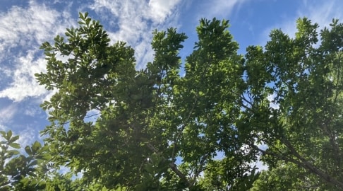 写真：青空と生い茂る木々